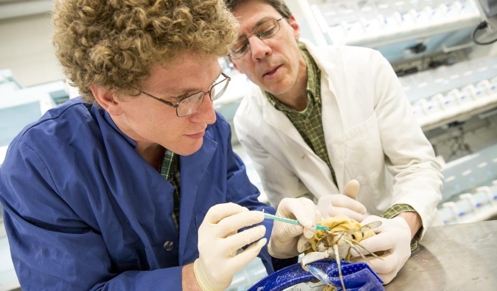 two scientists at work in the lab