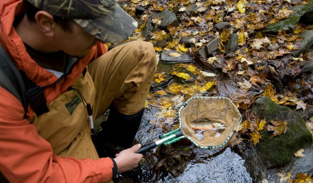 researcher holding a fish in a net