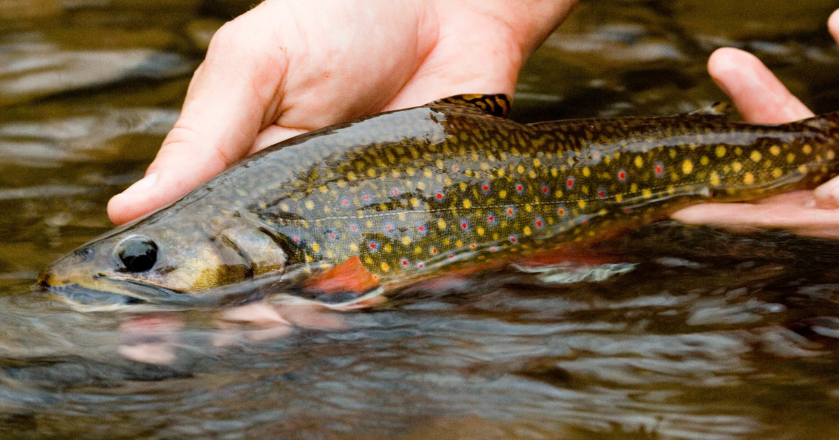 Drivers Brooktrout
