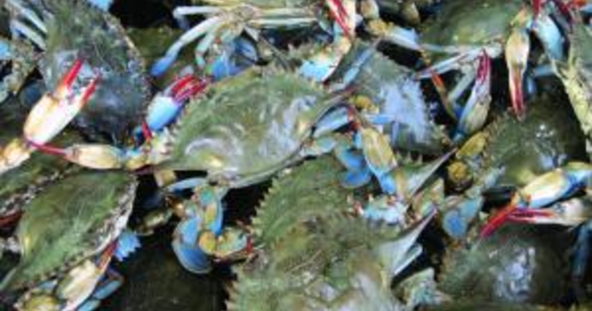 Easy Guide to Soft Shell Crab Season 2024 AtOnce