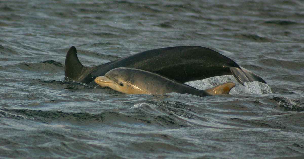 Help scientists track dolphins in the Chesapeake Bay University of