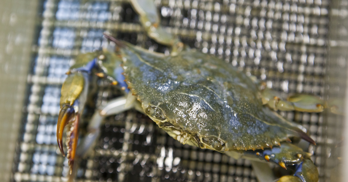 world record blue crab
