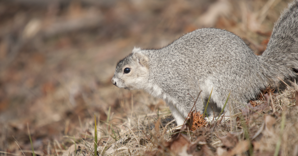 Extinction Risk Of The Delmarva Fox Squirrel University Of Maryland Center For Environmental Science