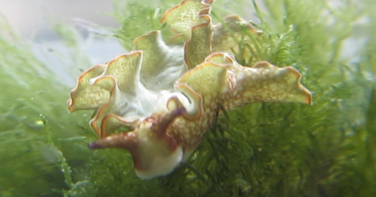 Sea slugs use algae’s bacterial ‘weapons factory’ in threeway