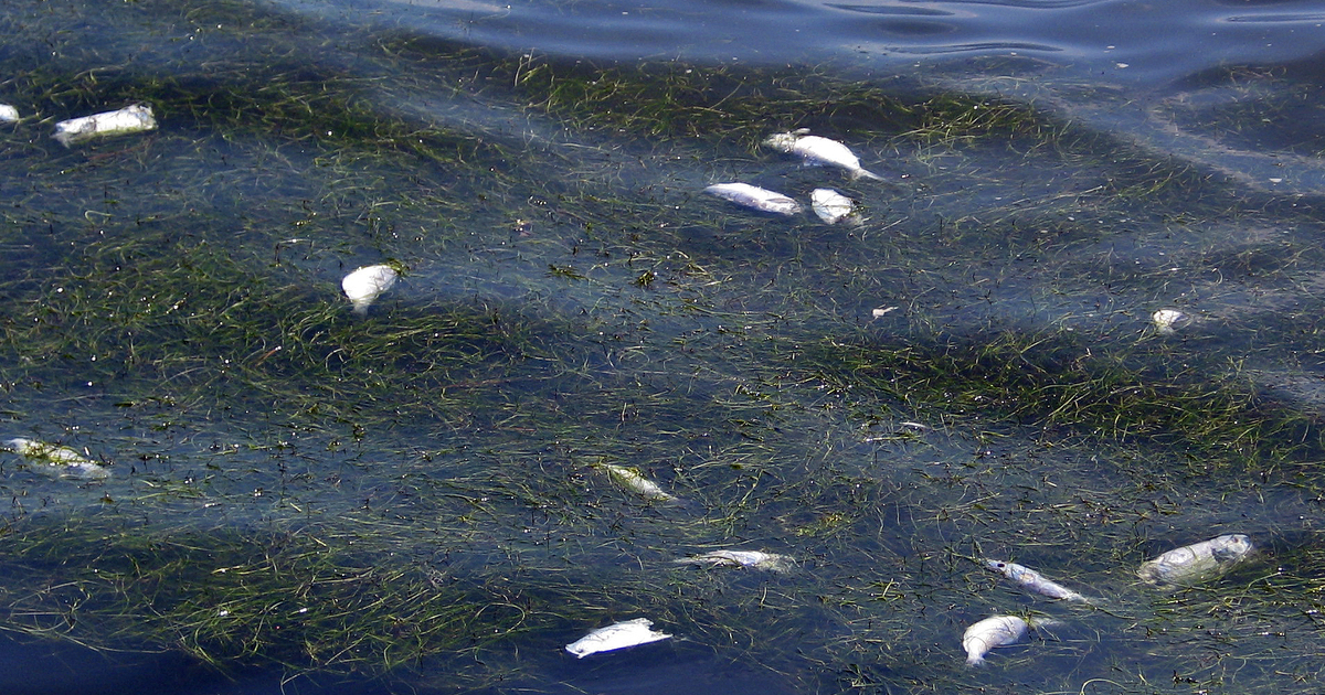 Coastal pollution is causing significant increase in dead zones in oceans around the world | University of Maryland Center for Environmental Science Coastal pollution is causing significant increase in dead zones in oceans around the world | University of Maryland Center for Environmental Science