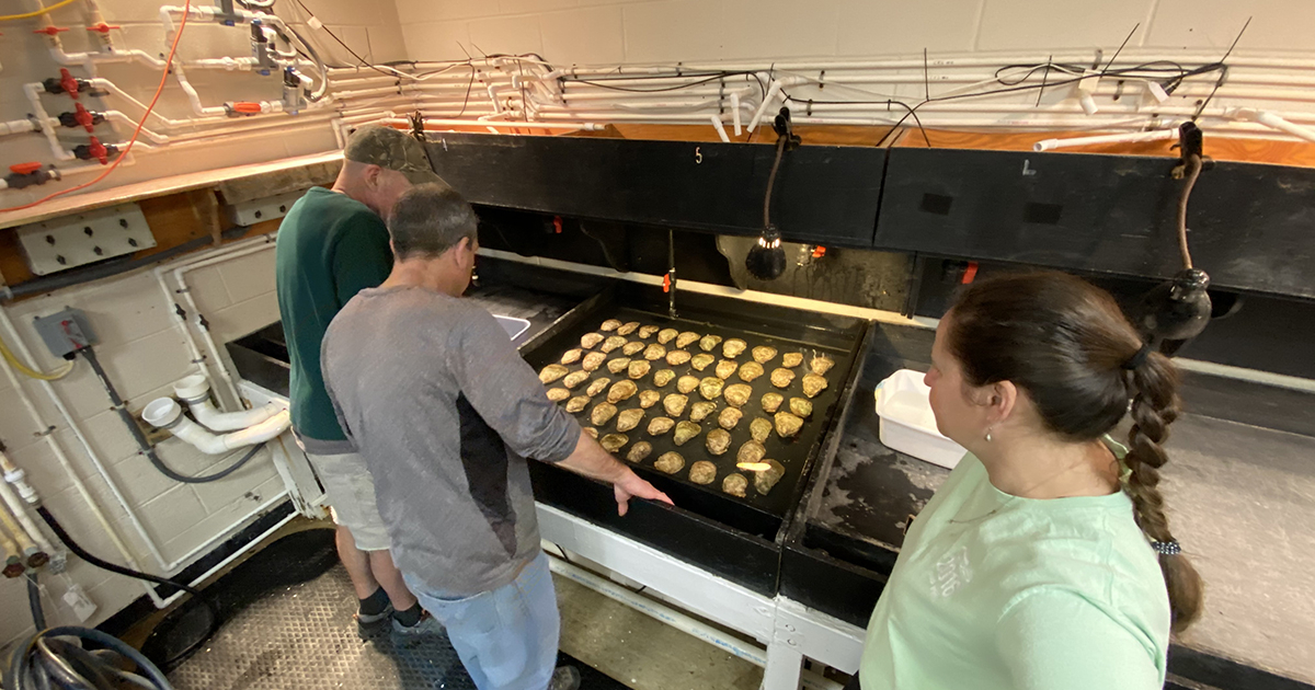The life of an oyster Spawning University of Maryland Center for