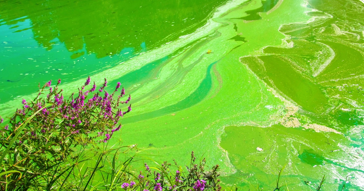 Rapid expansion of industrial farming in U.S. contributes to increased  pollution, harmful algal blooms | University of Maryland Center for  Environmental Science