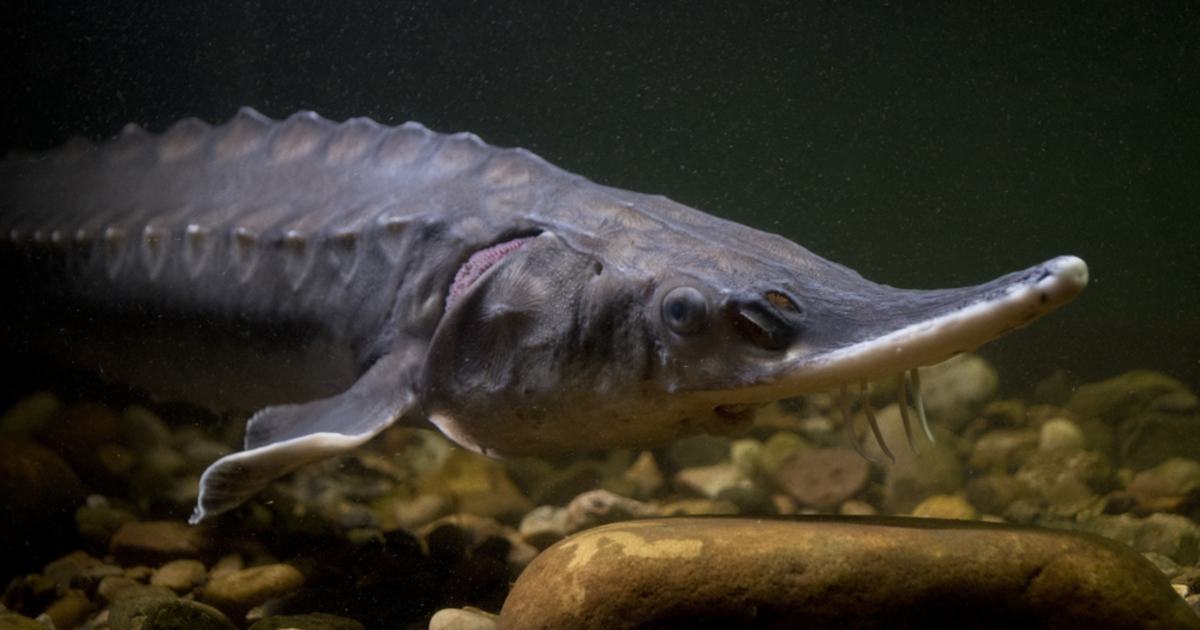 Horn Point sturgeon move to New York Aquarium  University of Maryland  Center for Environmental Science