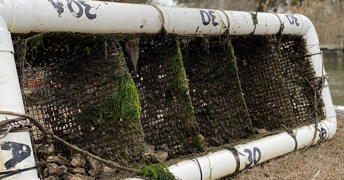 Broodstock The Unsung Heroes of an Oyster Hatchery University of