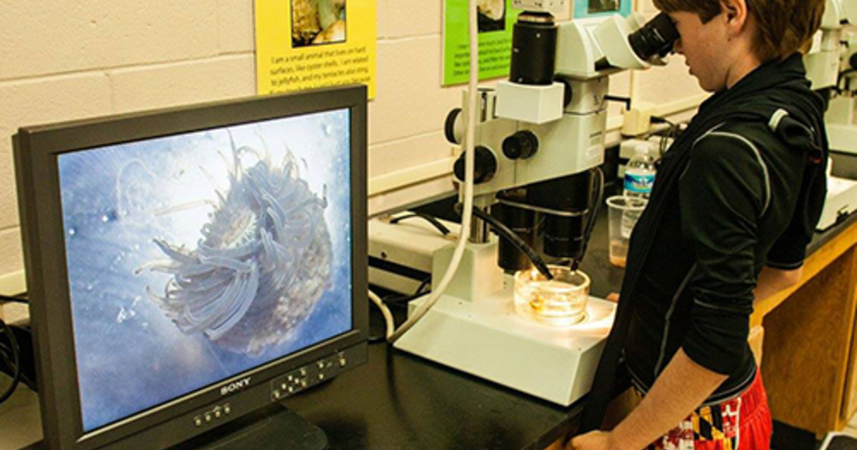 Horn Point Open House University of Maryland Center for Environmental