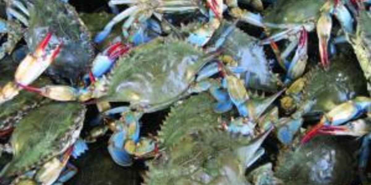 Easy Guide to Soft Shell Crab Season 2024 AtOnce