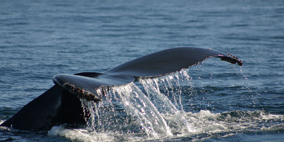 Map Of Whale Killings 2022