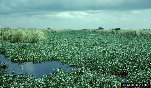 Hyacinth invasion. Photo courtesy of Ted D. Center, USDA ARS.