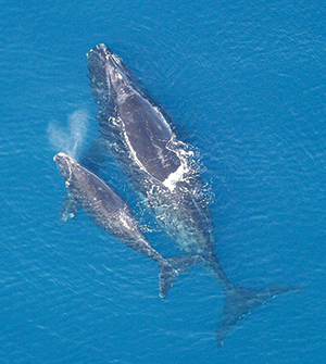 Eubalaena glacialis whale with calf