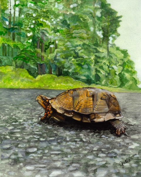 Watercolor painting of an Eastern Box Turtle Crossing Horns Point Road. Original artwork by Julie Trommatter. 