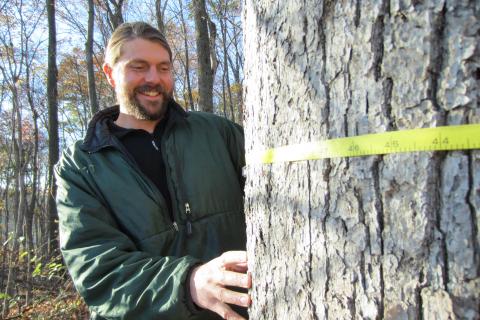 Andrew Elmore measures a tree. 