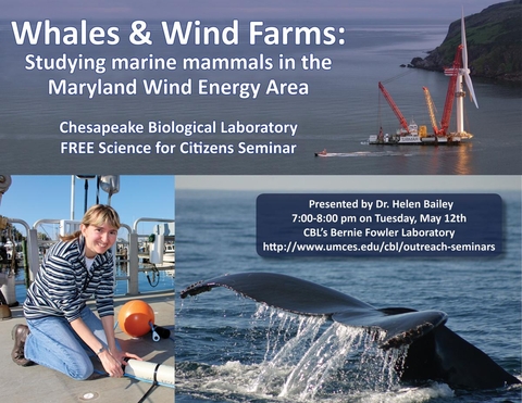 Poster Promoting Whales & Wind Farms seminar