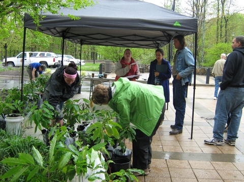Community members choosing American chestnut seedlings at project start