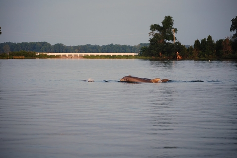 Dolphins in Chesapeake Bay by Chris Moe 