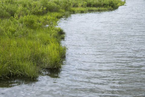 a coastal wetland