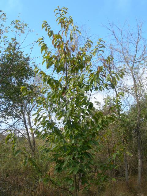 Citizens Restoring American Chestnut tree.  Photo courtesy of Bernie and Linda Coyle. 