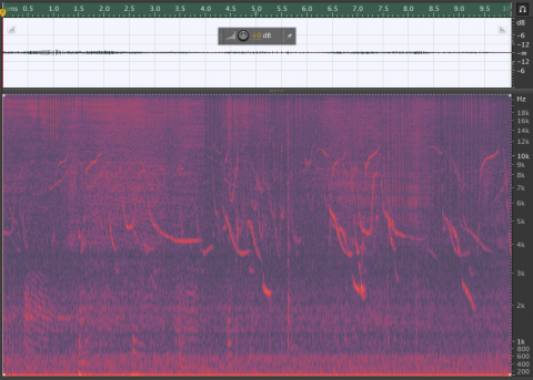 Dolphin clicks and whistles Spectrogram