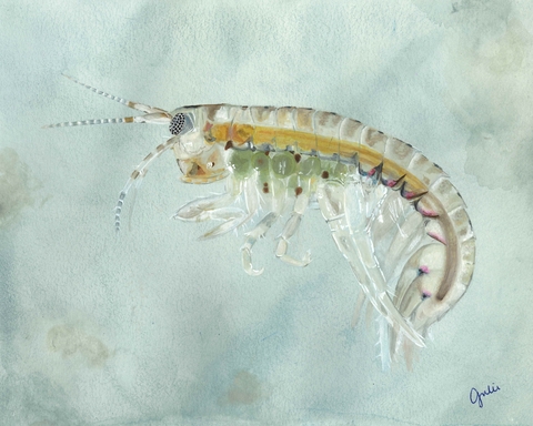 A female Gammarus species carrying eggs in a brood pouch. Original artwork by Julie Trommatter. 