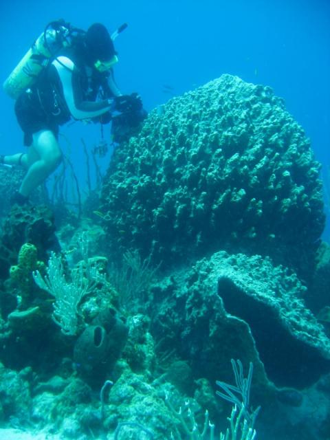 A marine scientist works on a giant barrel sponge. Photo courtesy of Andia Chaves-Fonnegra