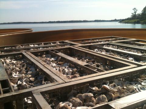 Horn Point oyster pier