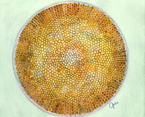  A Coscinodiscus cell from the Choptank River viewed under a microscope. Original artwork by Julie Trommatter