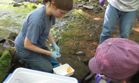 Caroline Coulter entered the Marine Estuarine Environmental Sciences (MEES) program with a specialization in Environmental Chemistry. 