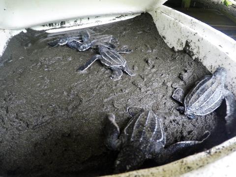 Turtles in incubators as part of the Lost Years research by Helen Bailey and Aimee Hoover
