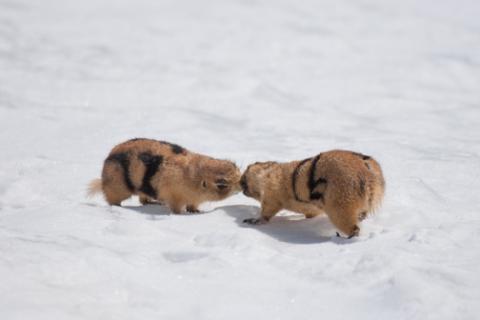 Prairie dogs kiss in the snow