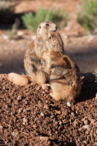 Prairie dogs nuzzle and kiss