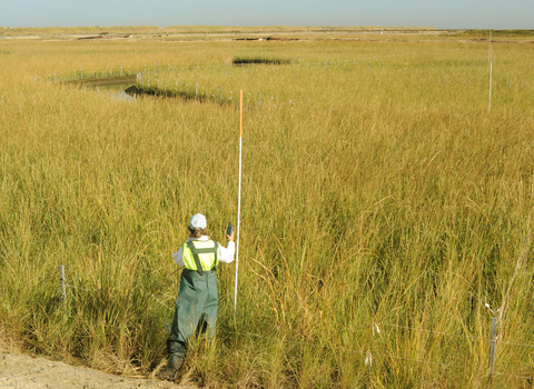 Person standing in marsh grasses on Poplar Island