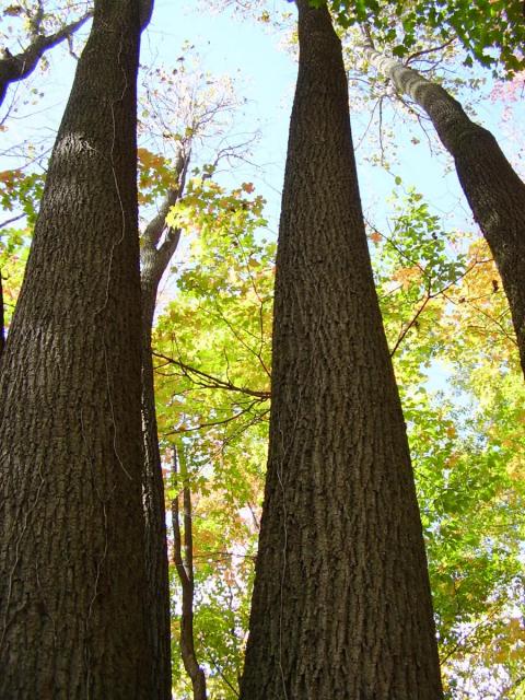 Looking up tree trunks toward the canopy. 