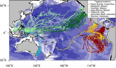 The eastern Pacific population had a very different migration pattern, traveling from their nesting sites in Mexico and Costa Rica to the southeast Pacific.