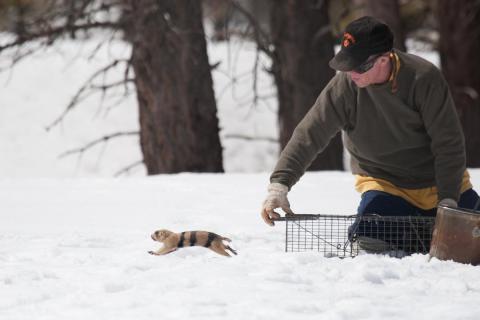 John Hoogland releases a prairie dog. Photo by Elaine Miller Bond