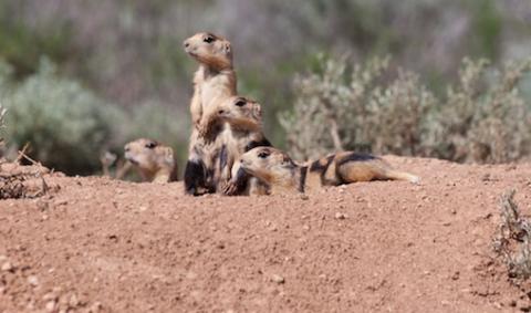 Prairie dogs look out at the landscape from their hole. Photo by Elaine Miller Bond