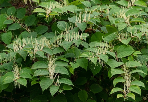 Photo of Japanese Knotweed, a plant invasive to North America