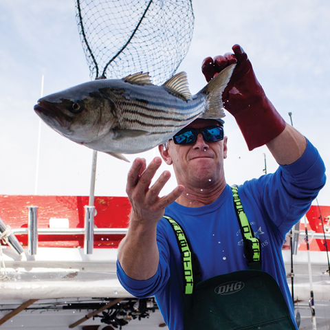 striped bass