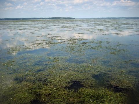 Aquatic grasses seen in the Susquehanna Flats near Havre de Grace, Maryland.