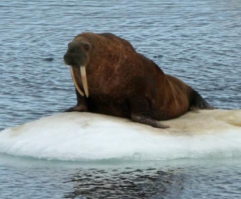 Photo by Kathy Kuletz/U.S. Fish and Wildlife Service