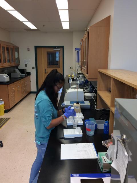 Abigail Reid prepares samples in laboratory. 