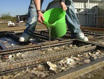 Pouring larvae into a tank of shells