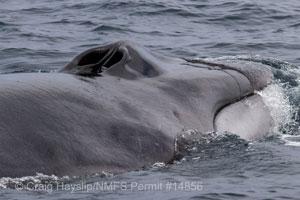 A whale breaches the water's surface.