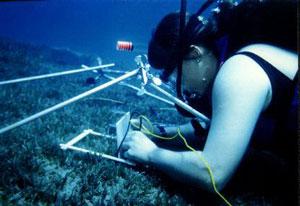 Evamaria Koch diving underwater to inspect seagrass.