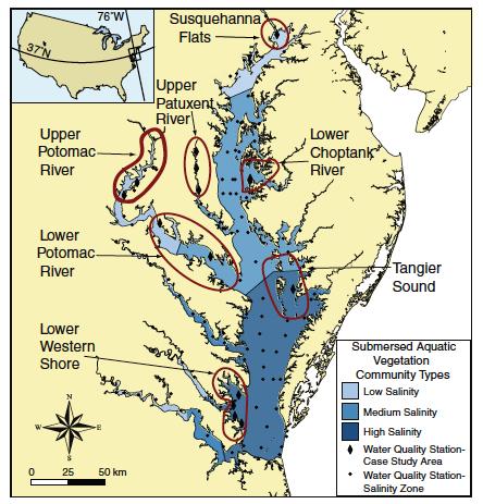 Researchers examined the abundance of aquatic grasses throughout the entire Chesapeake Bay. Map by Dr. Robert Orth, VIMS.
