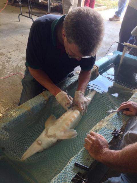 David Secor implants a tracking tag into a sturgeon.