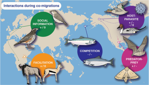 Figure depicting migration interactions 